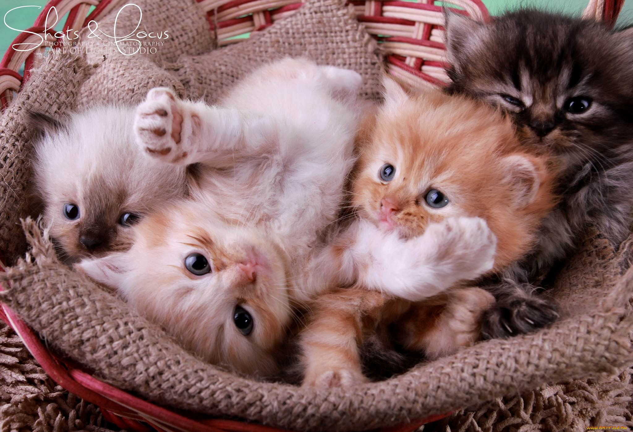Всякие кошечки. Милые котята. Маленький котенок. Кошки маленькие милые. Красивые пушистые котята.